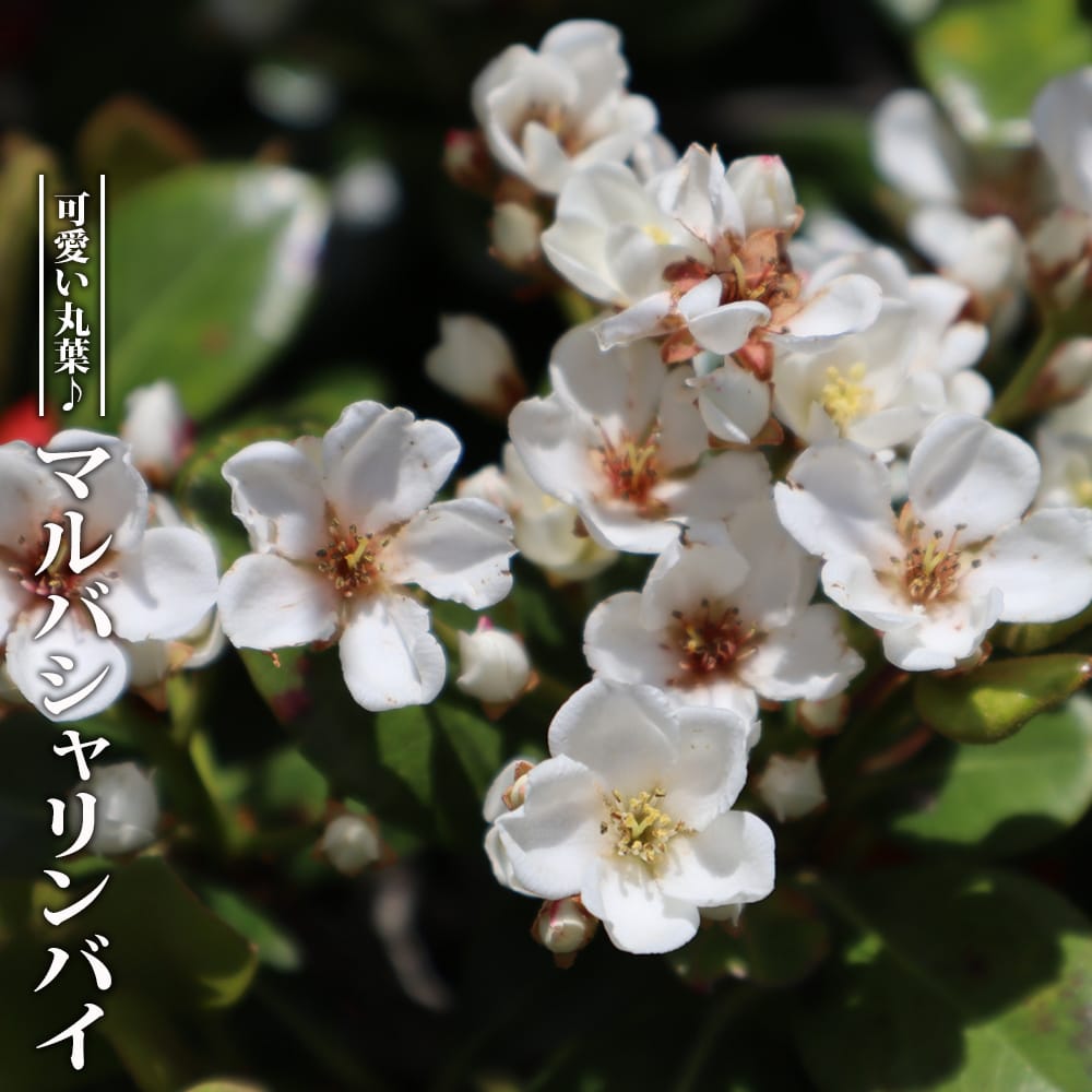 シャリンバイ マルバシャリンバイ 苗 販売 苗木部 By 花ひろばオンライン