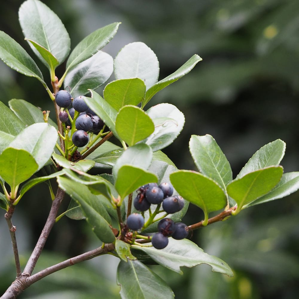 シャリンバイ マルバシャリンバイ 苗 販売 苗木部 By 花ひろばオンライン