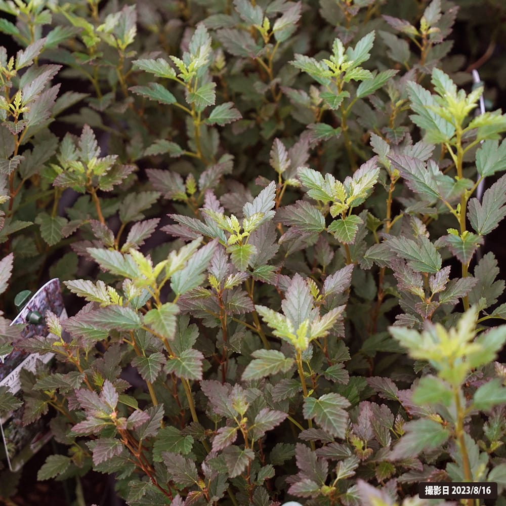 シモツケ リトルジョーカー 1