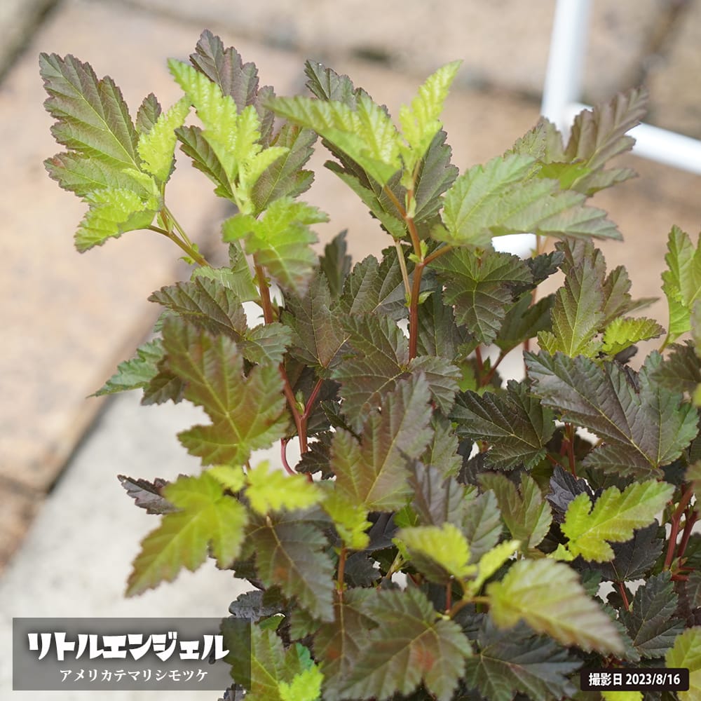 シモツケ リトルエンジェル 