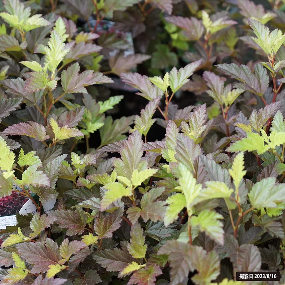 シモツケ リトルエンジェル 1