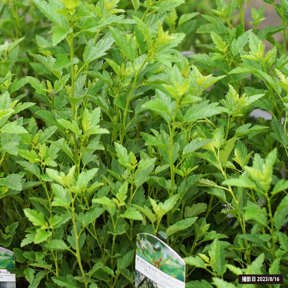 シモツケ リトルグリーニー 1