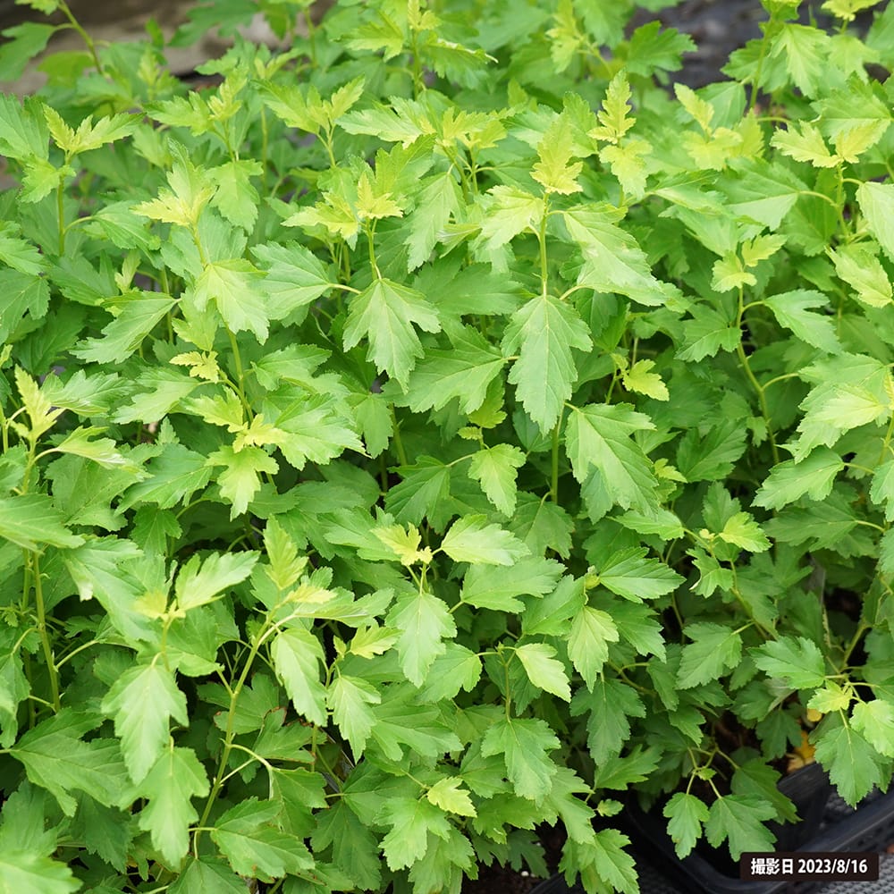 シモツケ ゴールデンパナシェ 1