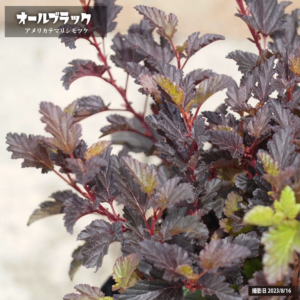 シモツケ オールブラック 