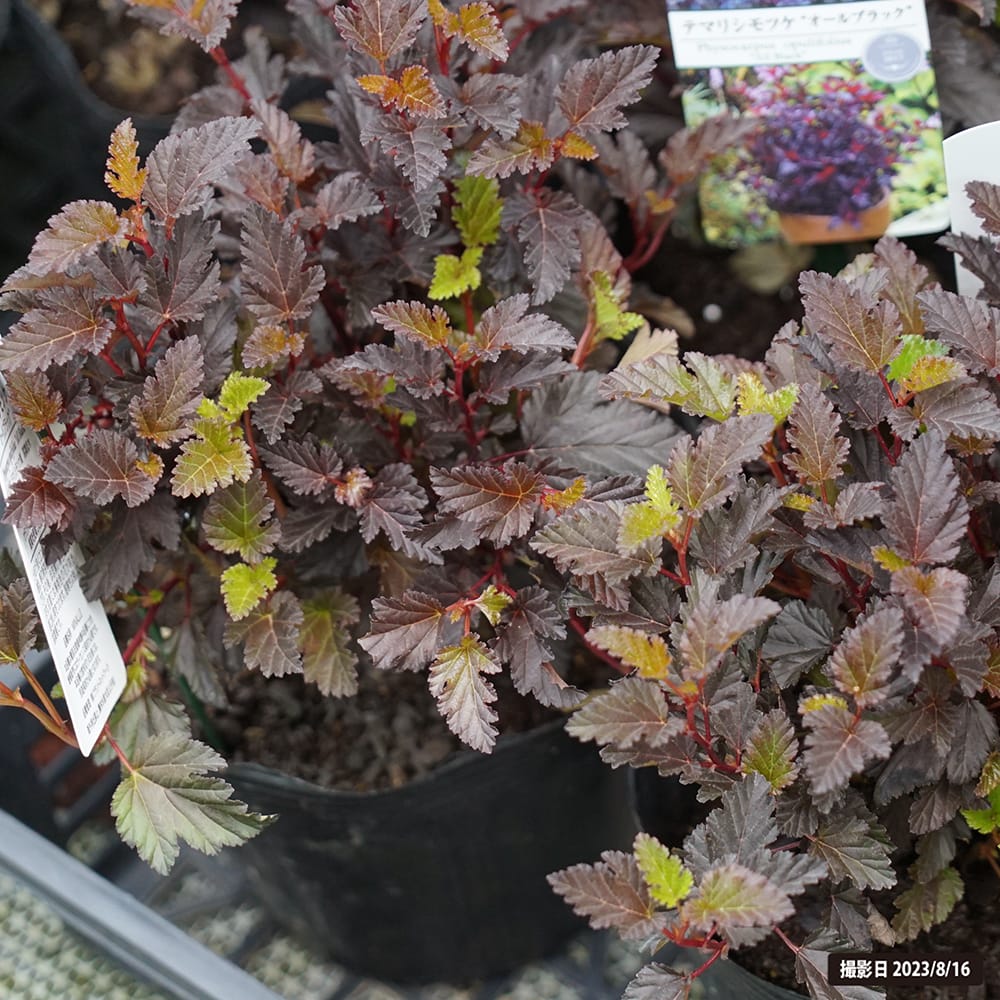 シモツケ オールブラック 1