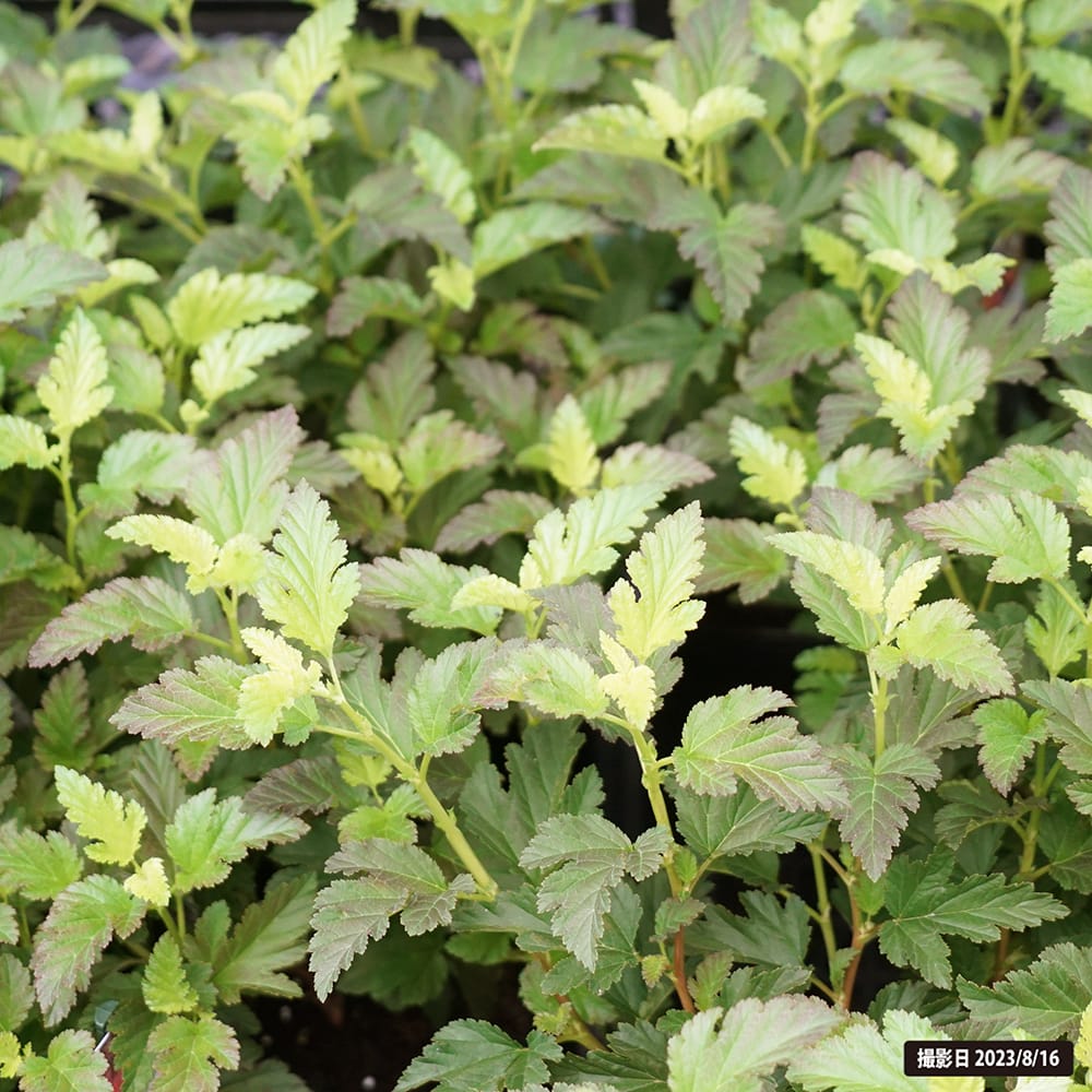 シモツケ チョコフレーム 1