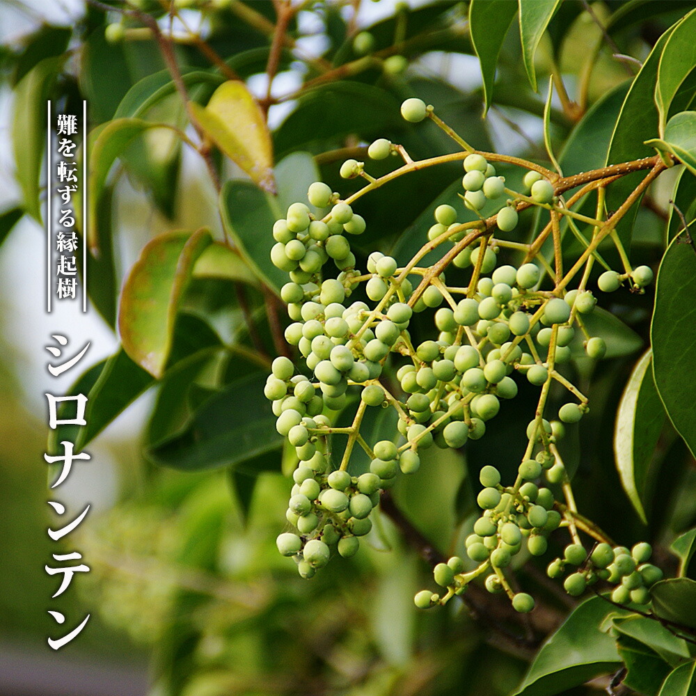 シロナンテン 苗 販売 苗木部 By 花ひろばオンライン