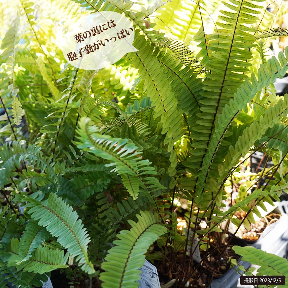 シダ タマシダの通販 苗木部 By 花ひろばオンライン