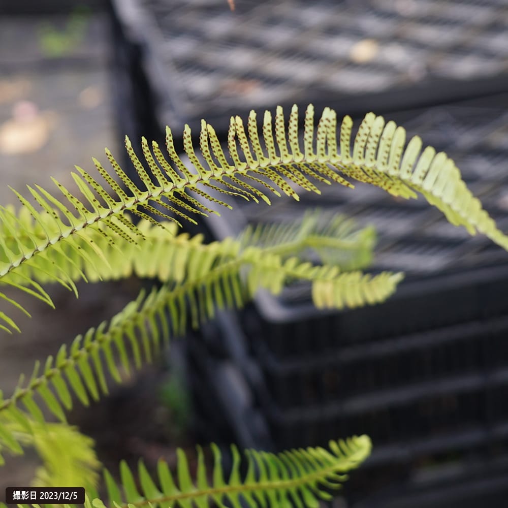 シダ タマシダの通販 苗木部 By 花ひろばオンライン