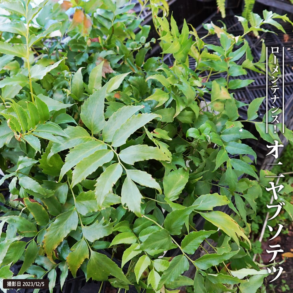 クサソテツ オ二ヤブソテツ 