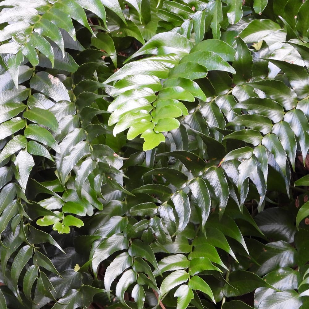 クサソテツ オ二ヤブソテツ 4