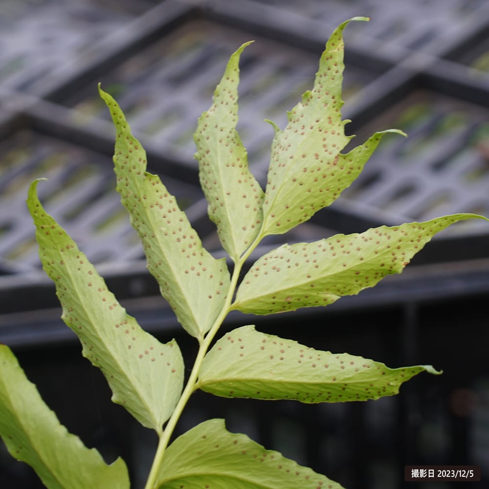 クサソテツ オ二ヤブソテツ 2