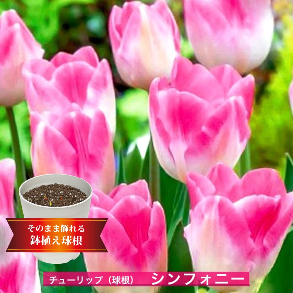 チューリップ シンフォニー 2