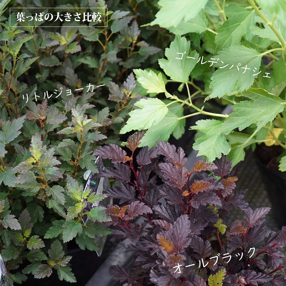 シモツケ オールブラック 2