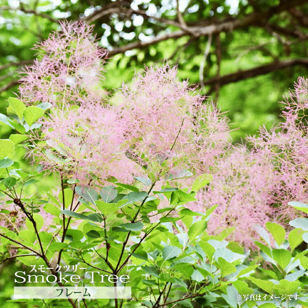 スモークツリー フレーム 