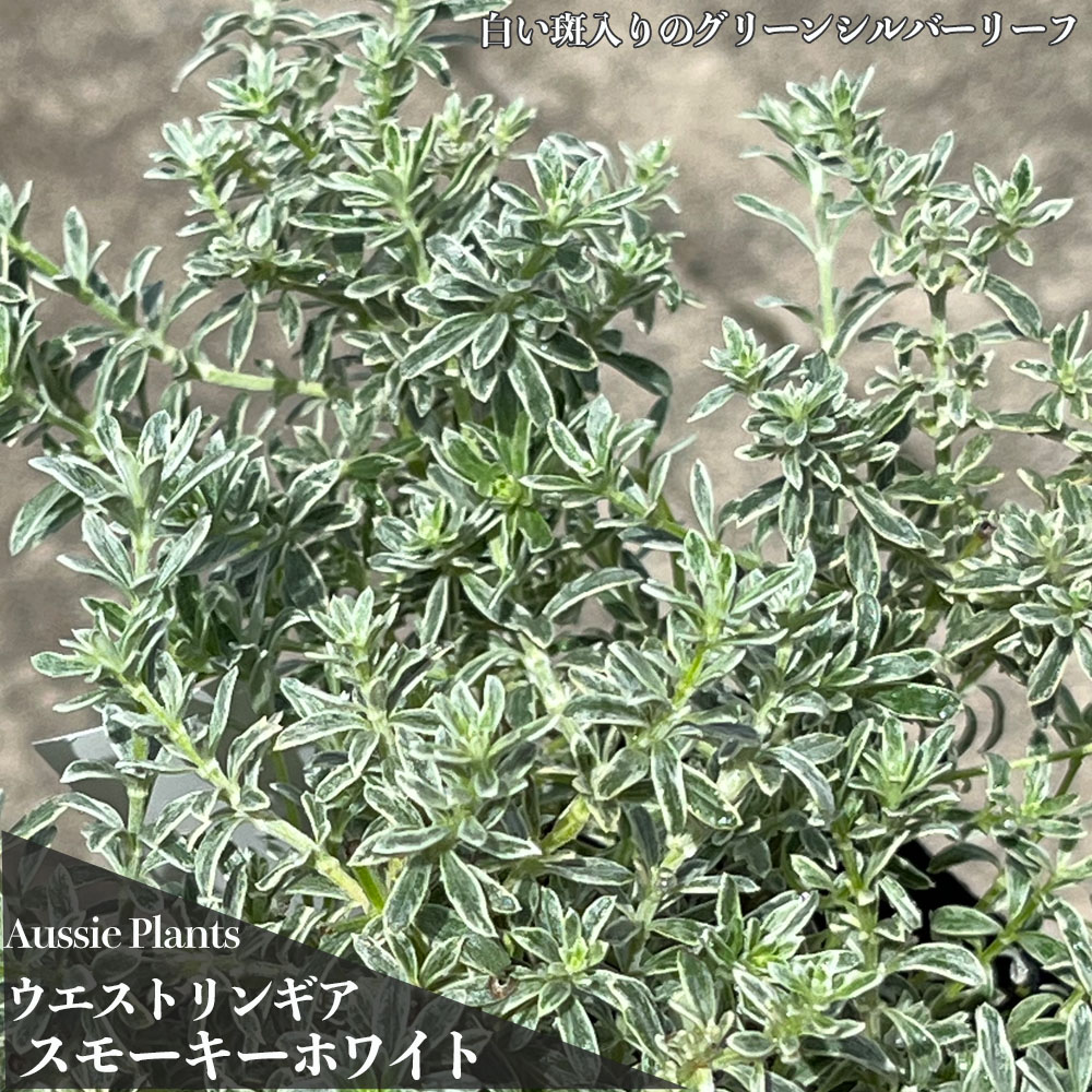 ウエストリンギア スモーキーホワイト 苗 おすすめ 苗木部 By 花ひろば