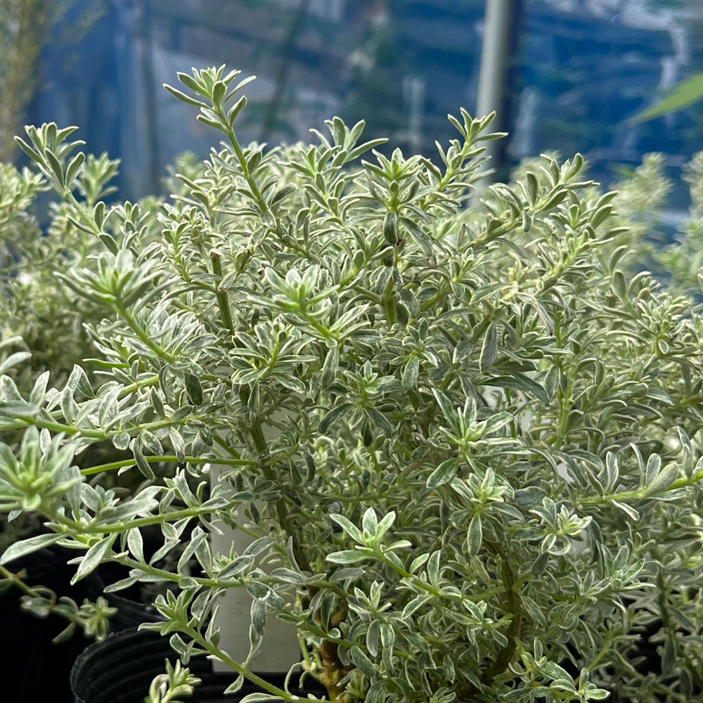 ウエストリンギア スモーキーホワイト 2