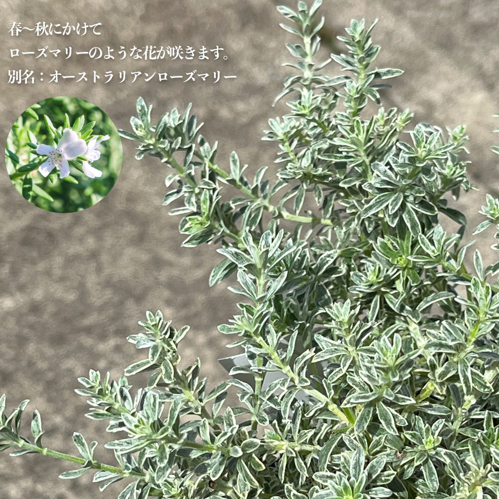 ウエストリンギア スモーキーホワイト 3