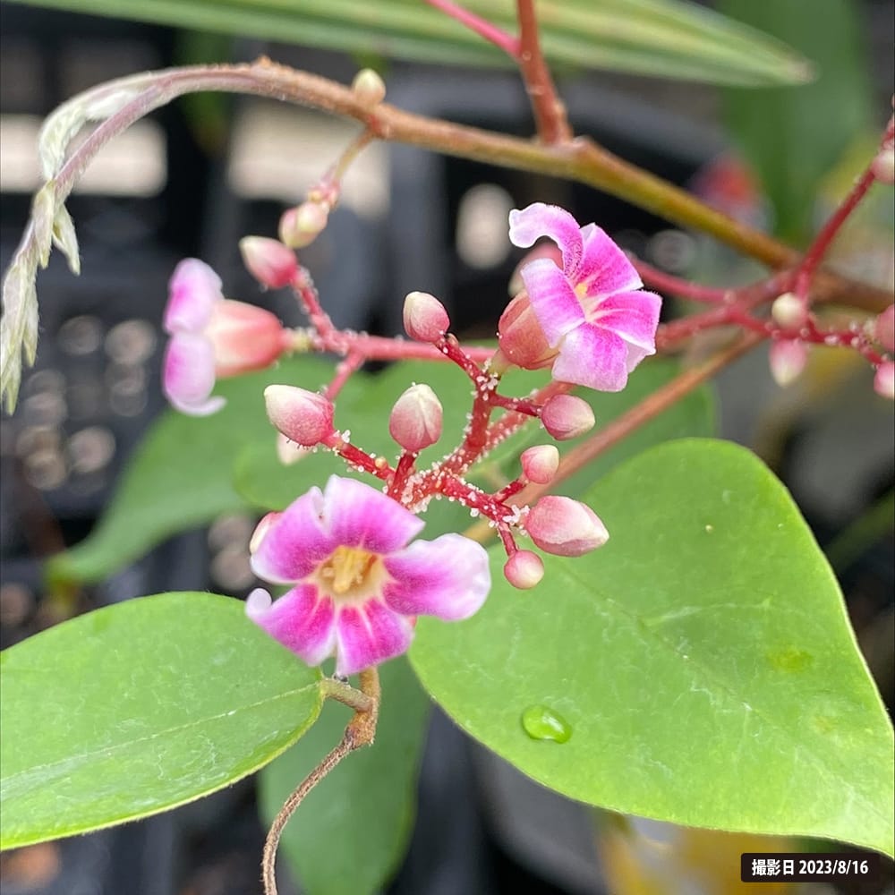 スターフルーツ 甘味系 スターフルーツ 苗 販売 苗木部 By 花ひろば