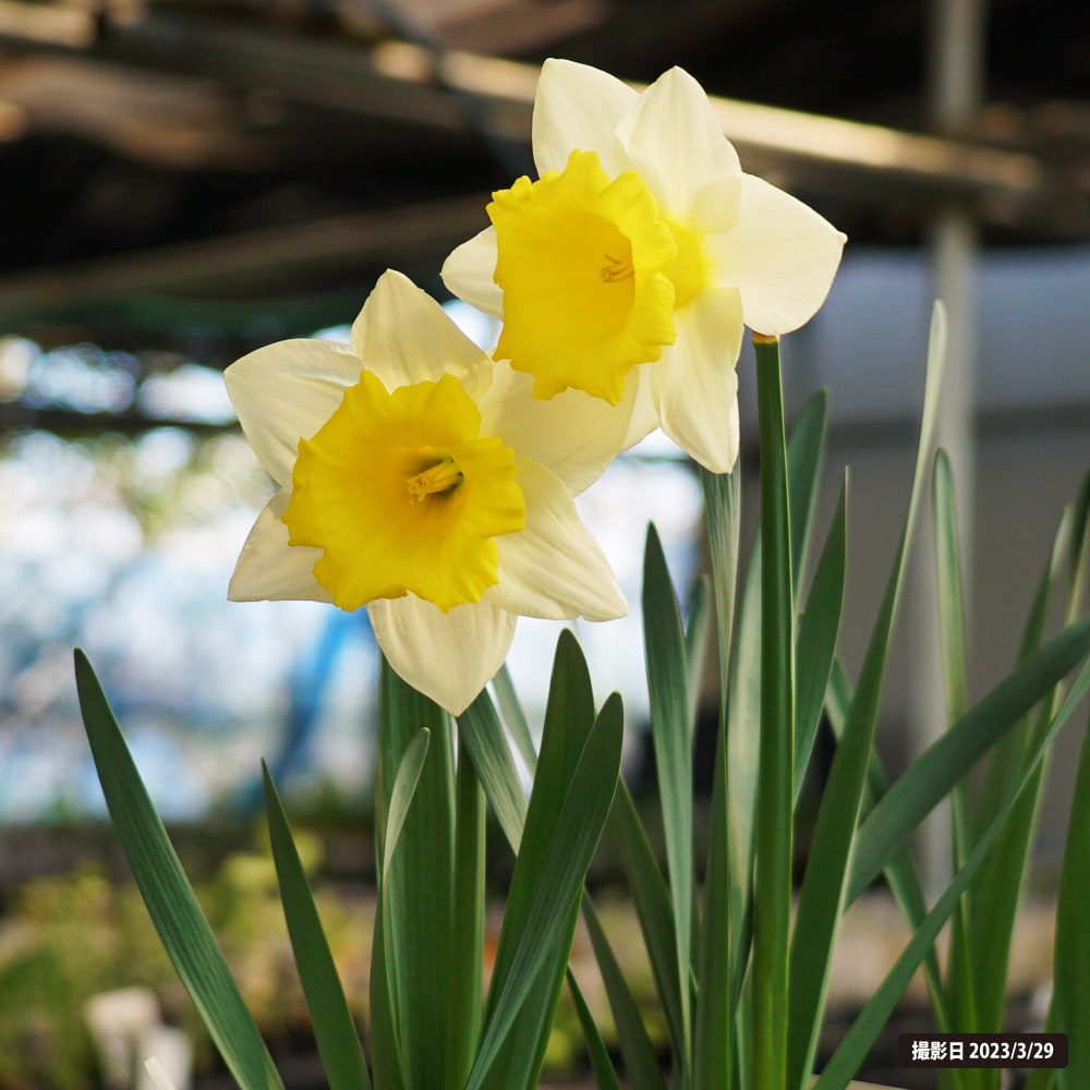 スイセン 白に黄色 ラッパ咲き 1