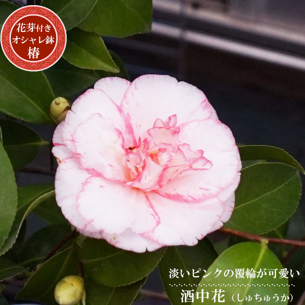 椿 酒中花の通販 苗木部 By 花ひろばオンライン