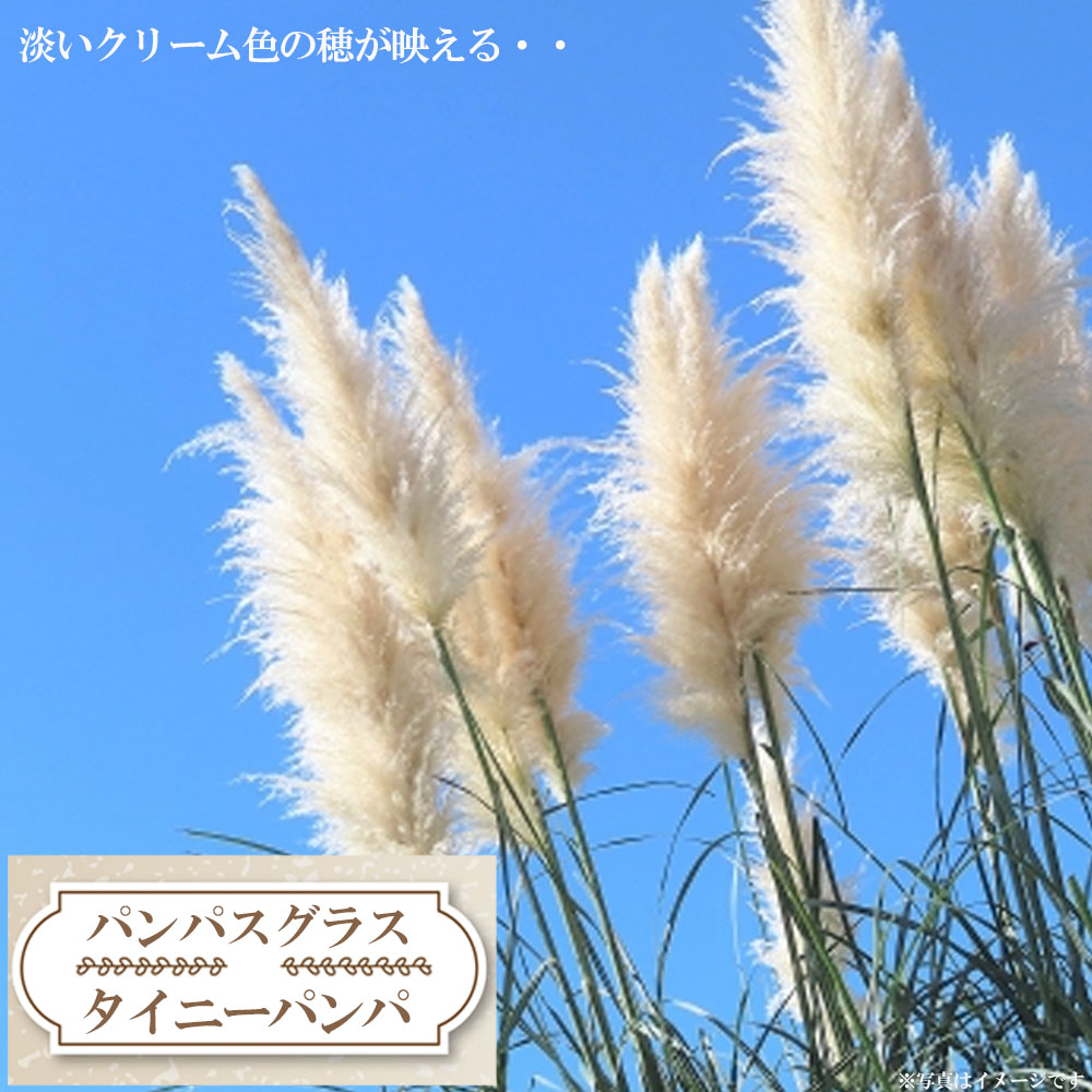 パンパスグラス タイニーパンパの通販 苗木部 By 花ひろばオンライン