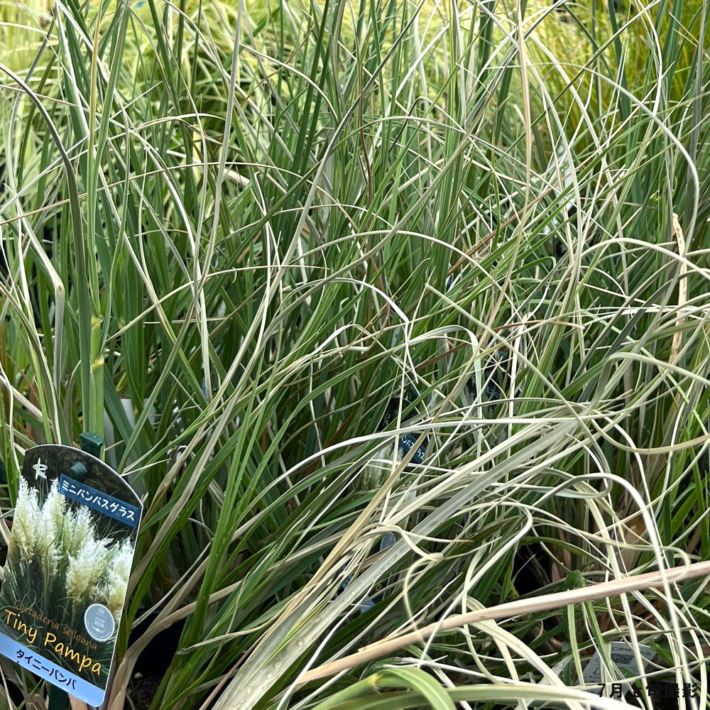 パンパスグラス タイニーパンパの通販 苗木部 By 花ひろばオンライン