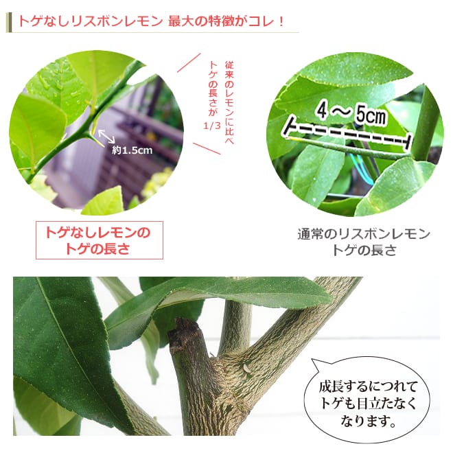 柑橘 とげなしリスボンレモン 2