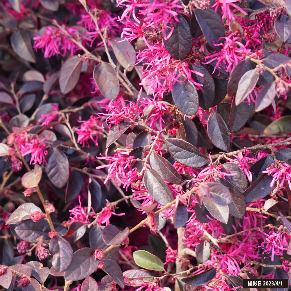 トキワマンサク 赤葉紅花 3