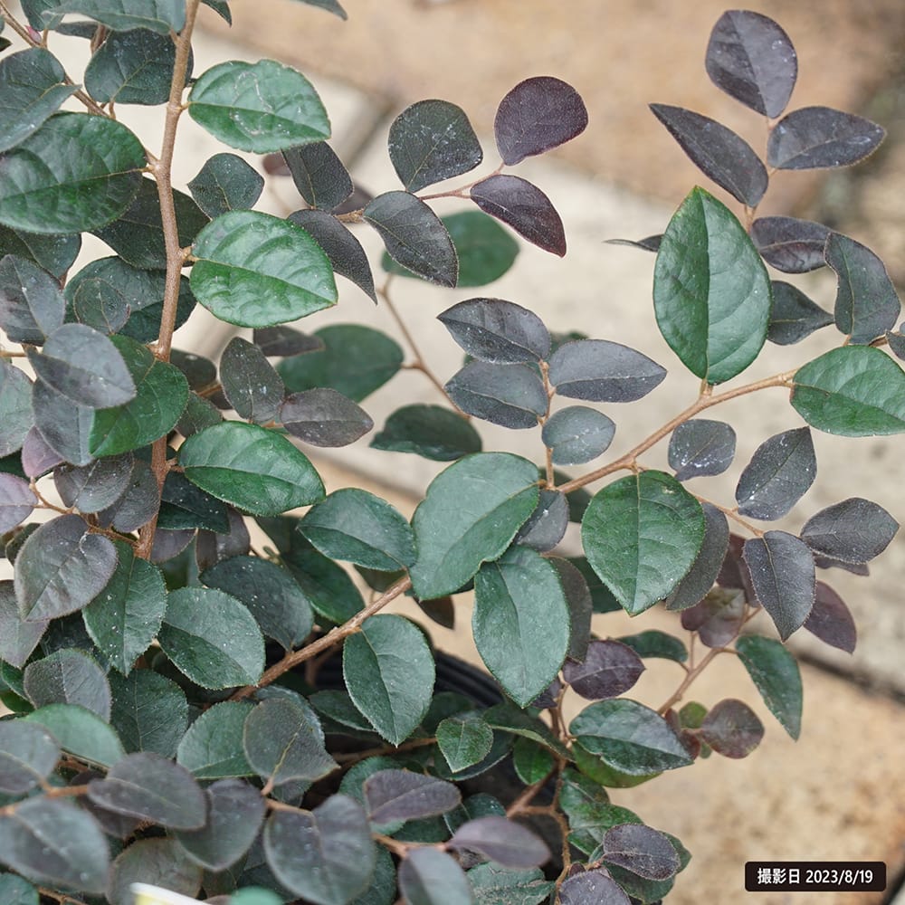 トキワマンサク プラムゴージャス 4