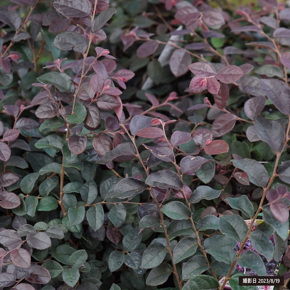 トキワマンサク プラムゴージャス 3