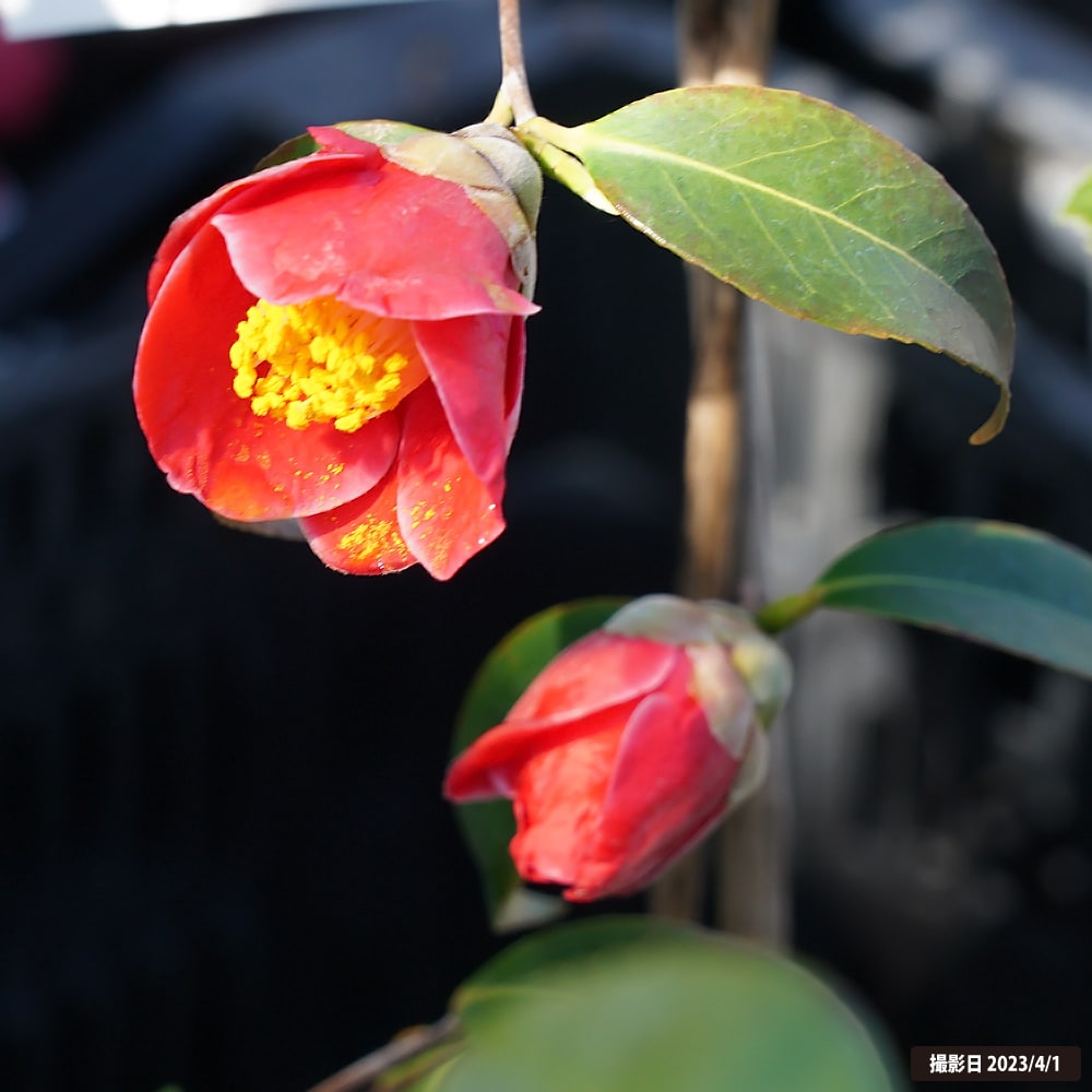 椿 玉之浦 苗 販売 苗木部 By 花ひろばオンライン