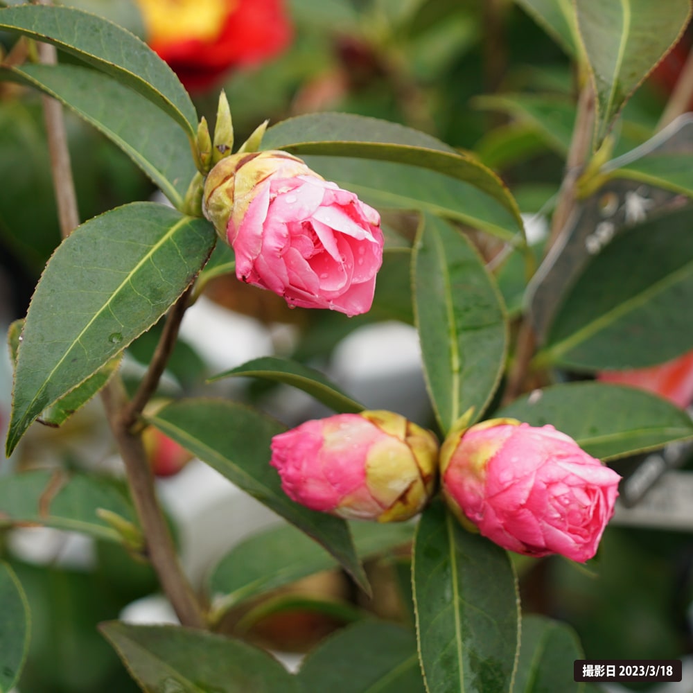 椿 バリーヌーゼン 4