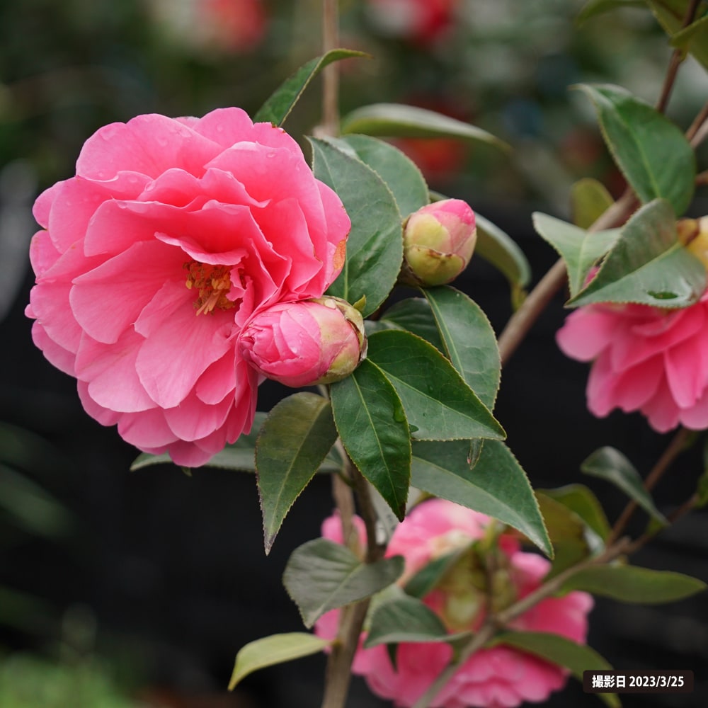 椿 バリーヌーゼン 5