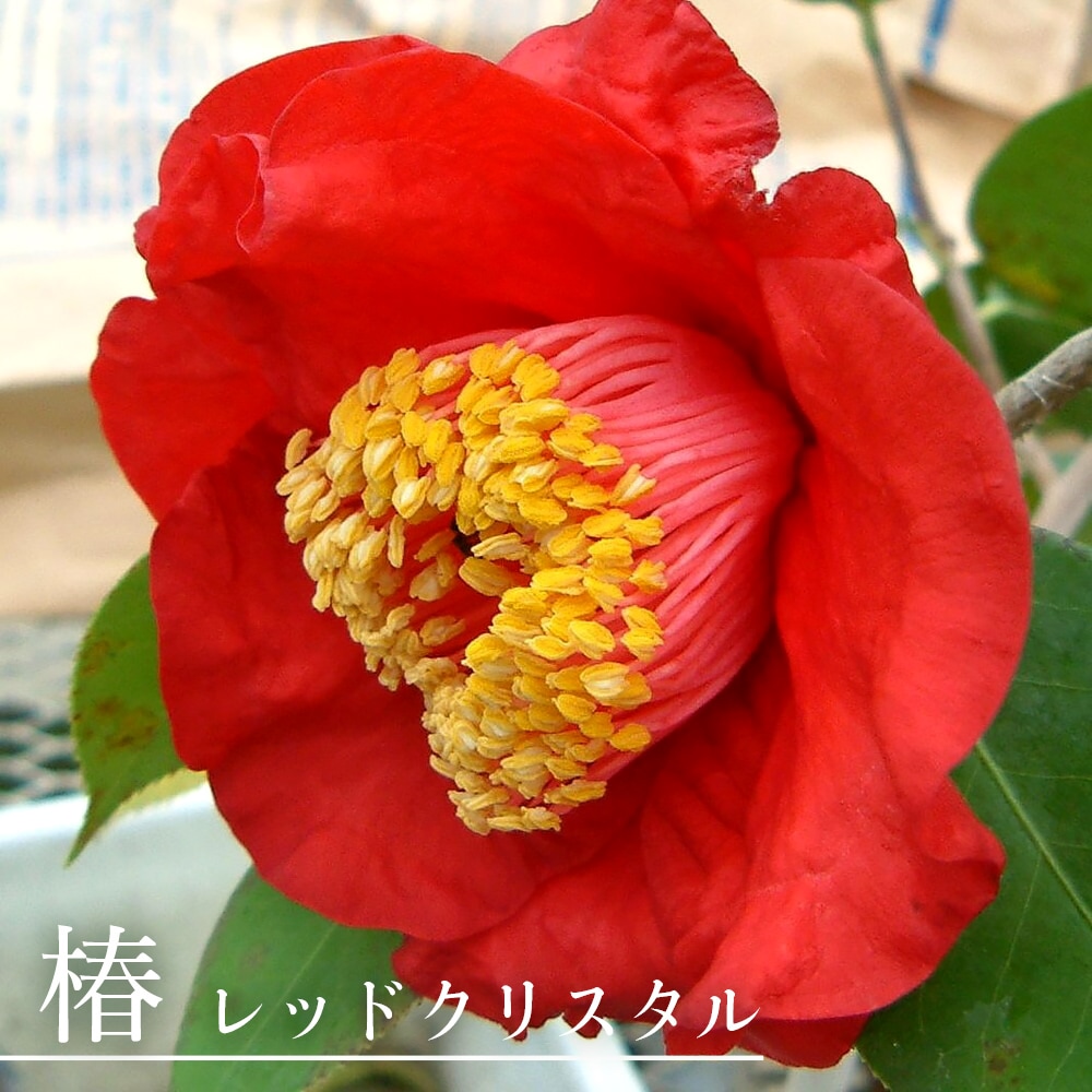 椿 レッドクリスタル 