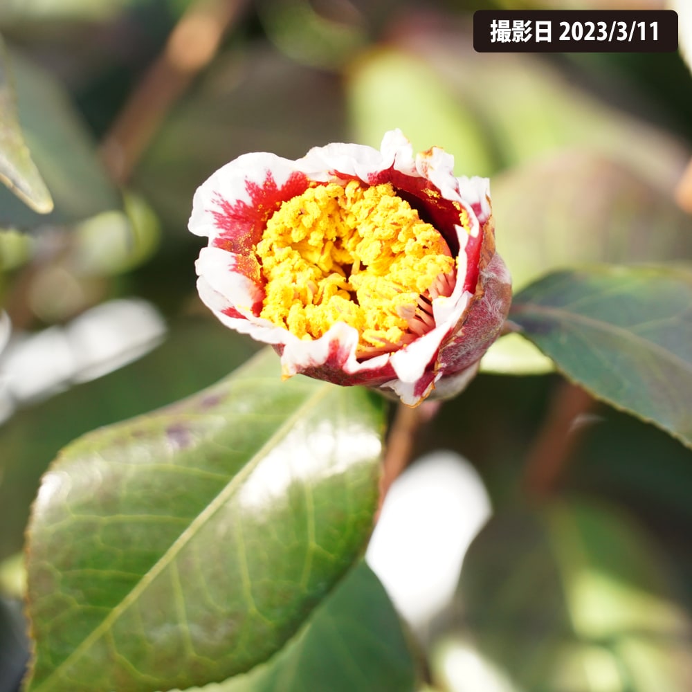 椿 隠れ磯の通販 苗木部 By 花ひろばオンライン