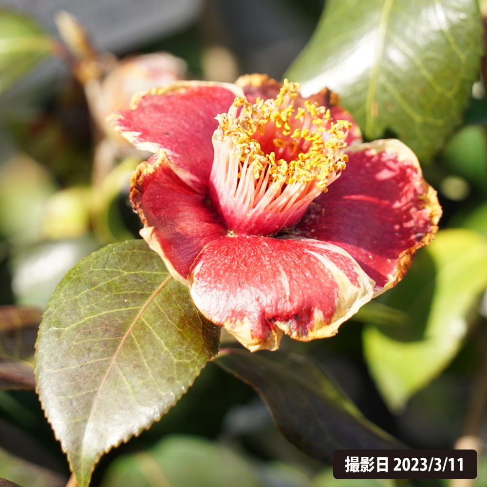 椿 隠れ磯の通販 苗木部 By 花ひろばオンライン