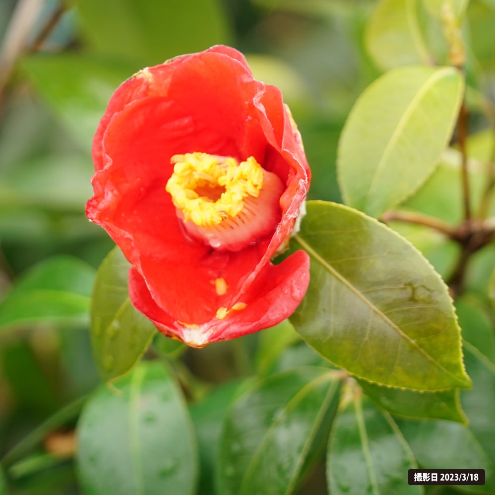 椿 耳納茜 苗 販売 苗木部 By 花ひろばオンライン