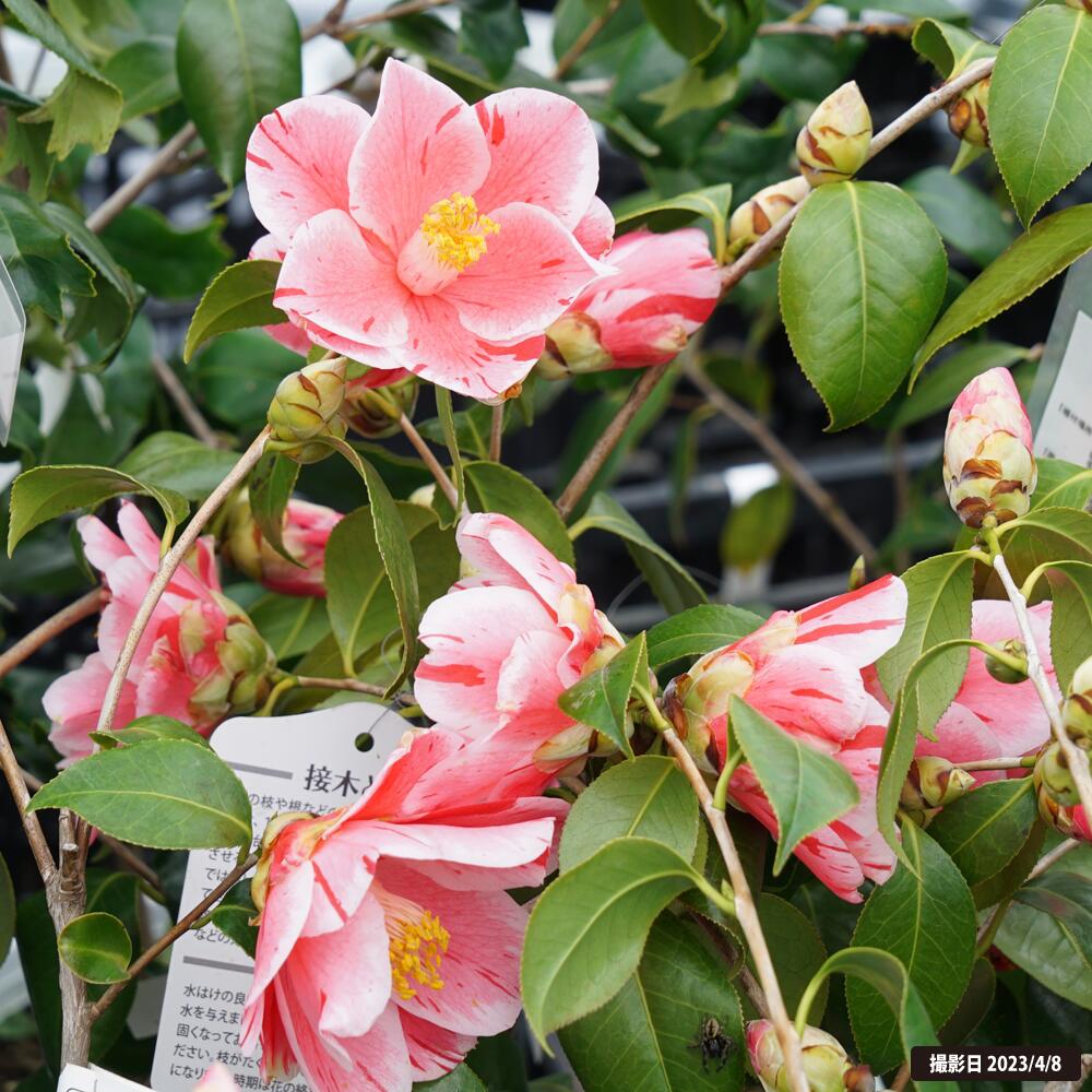 椿 覆輪春の台 苗 販売 苗木部 By 花ひろばオンライン