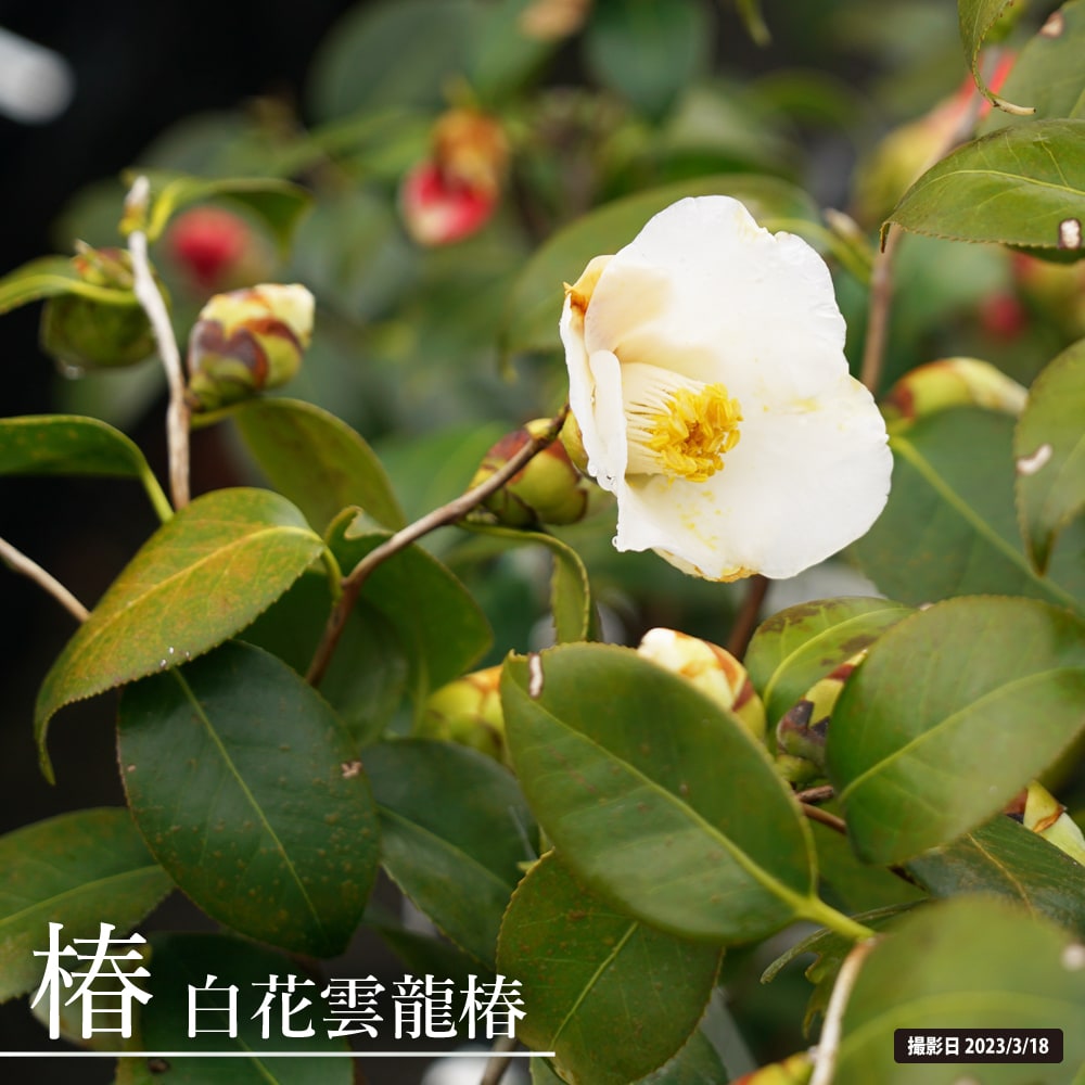 椿 白花雲竜椿 