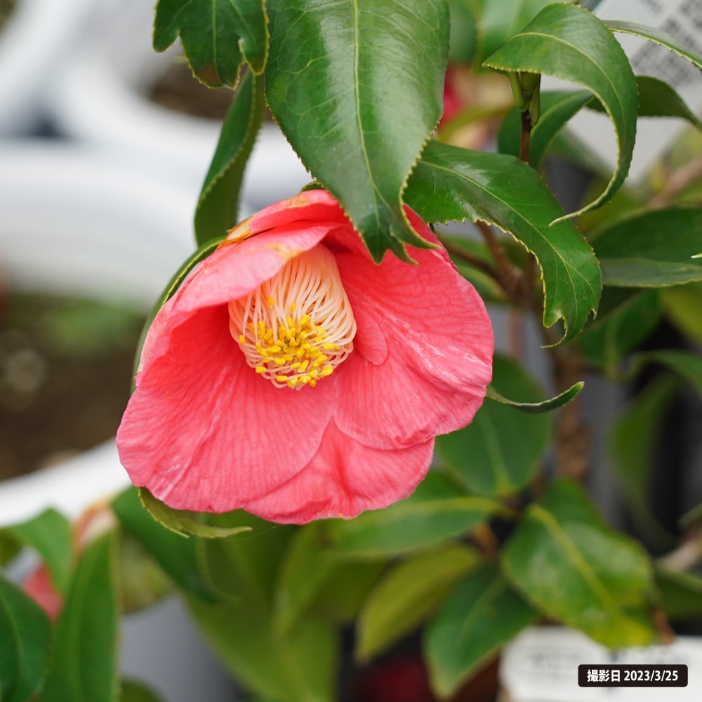 椿 金魚葉 雲竜 3