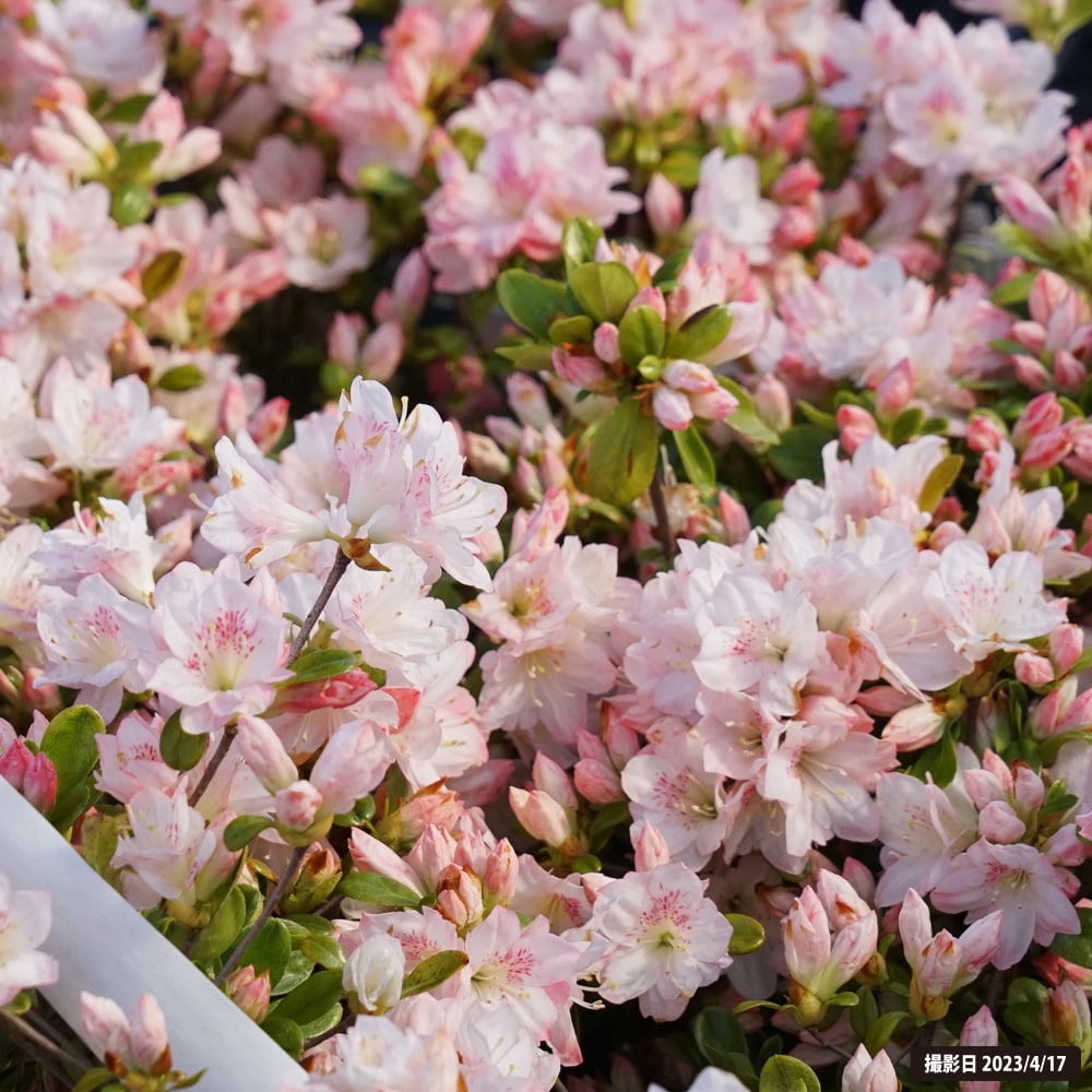 ツツジ 東鏡 苗 販売 苗木部 By 花ひろばオンライン