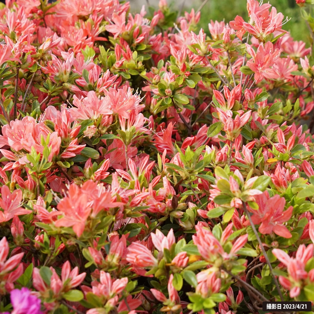 ツツジ キンコウカ 