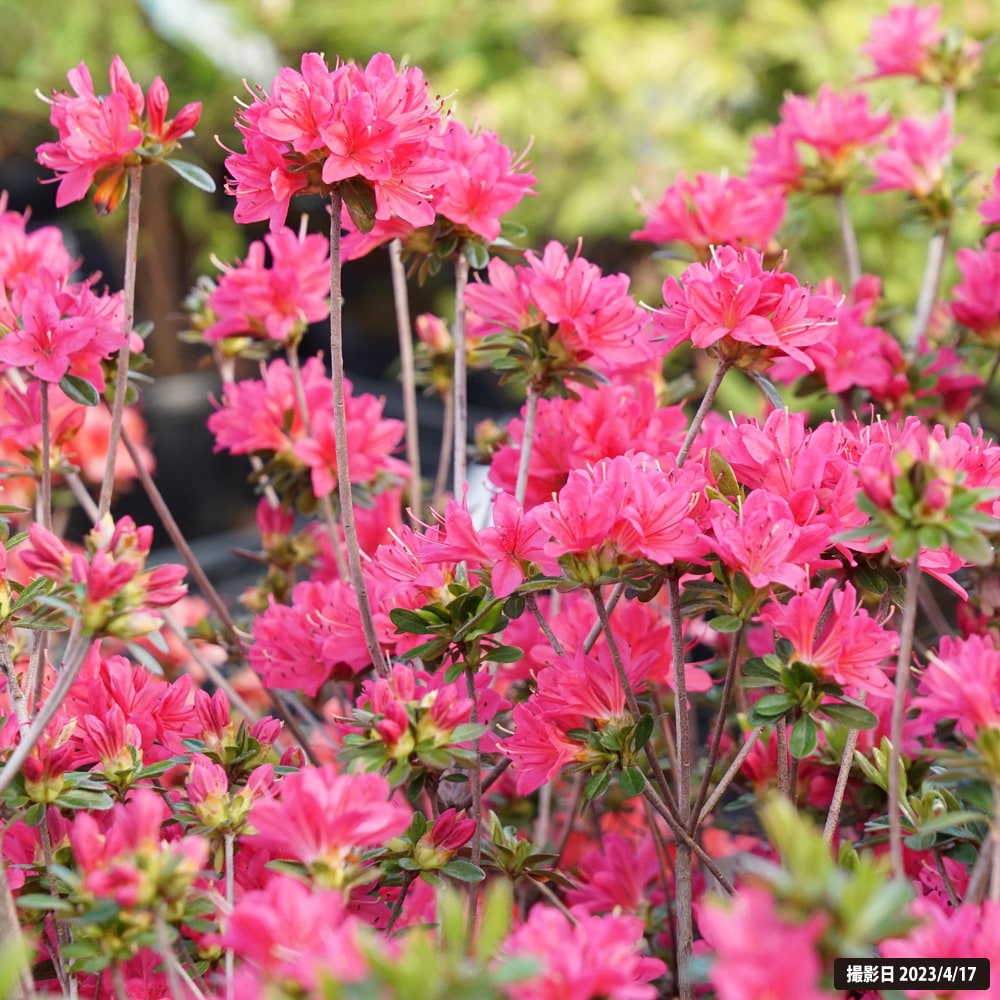 ツツジ 花遊び 2