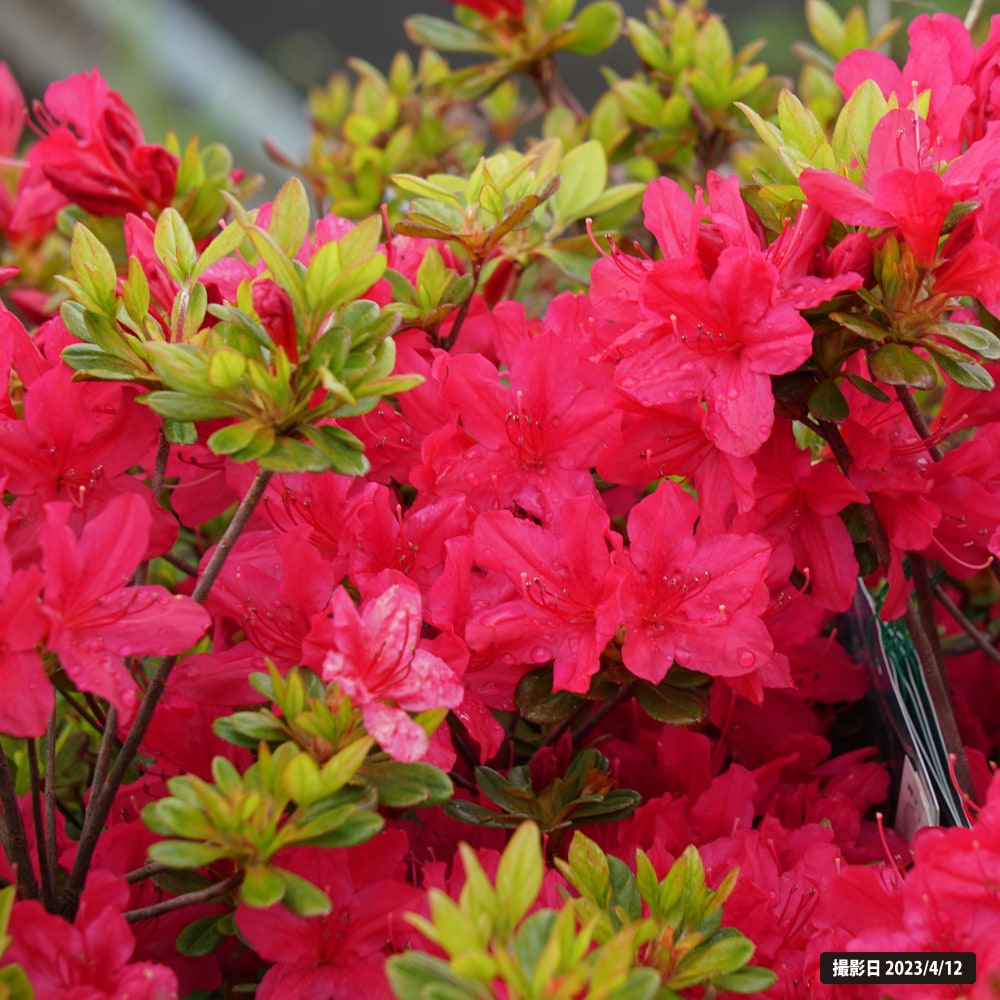 ツツジ 日の出 1