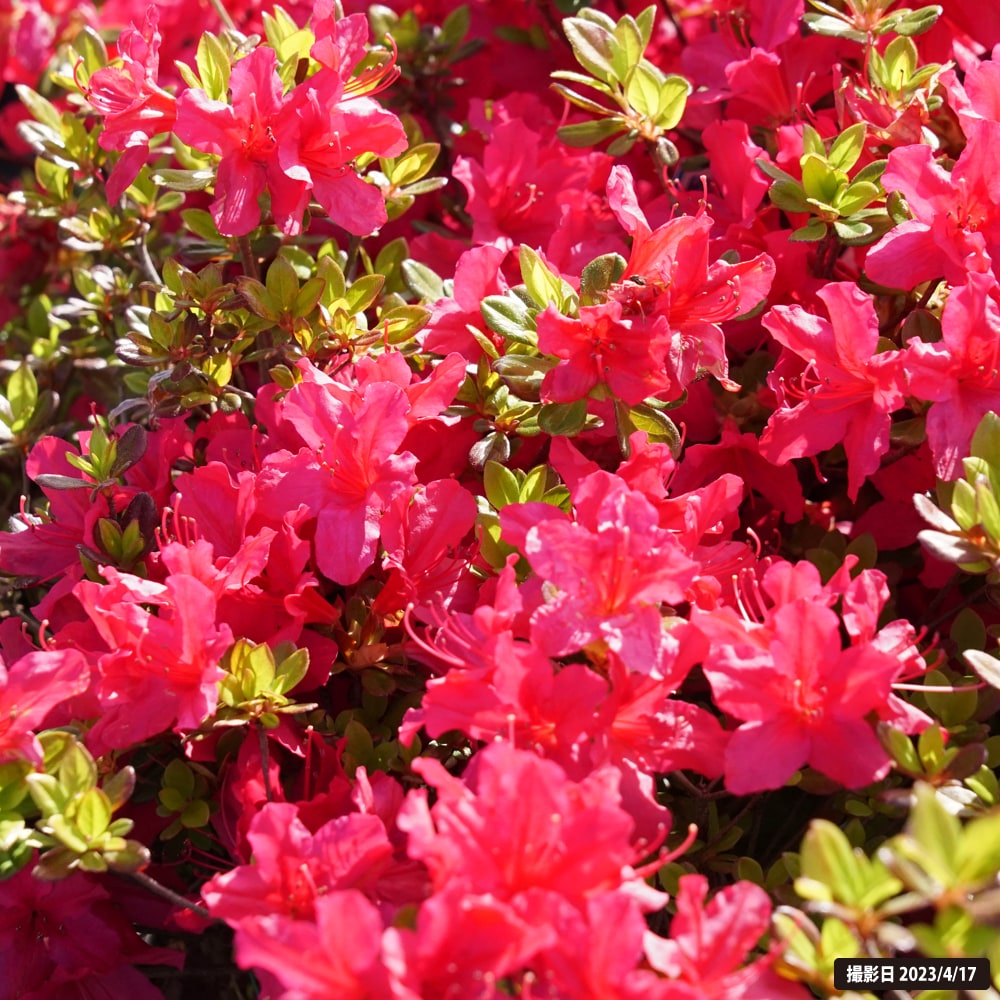 ツツジ 日の出 2