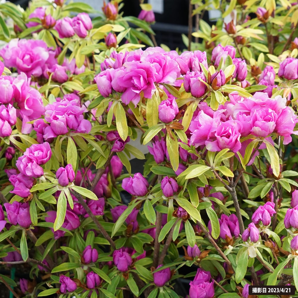 ツツジ 紫八重 1