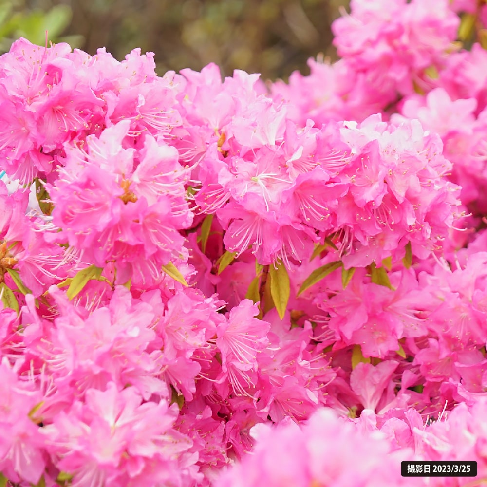 ツツジ 吉野ツツジ 2