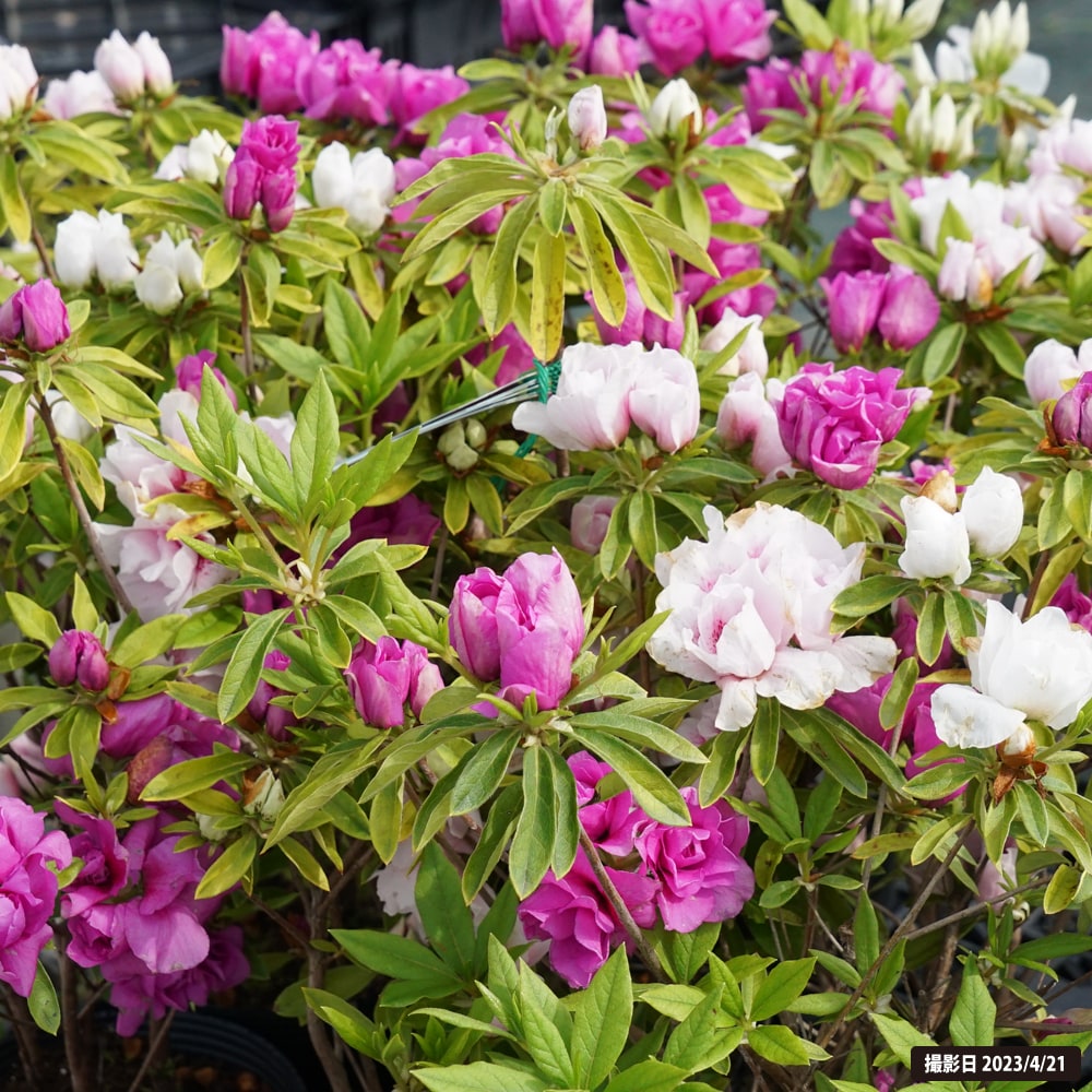 ツツジ 八重 三色咲き トリカラー 2