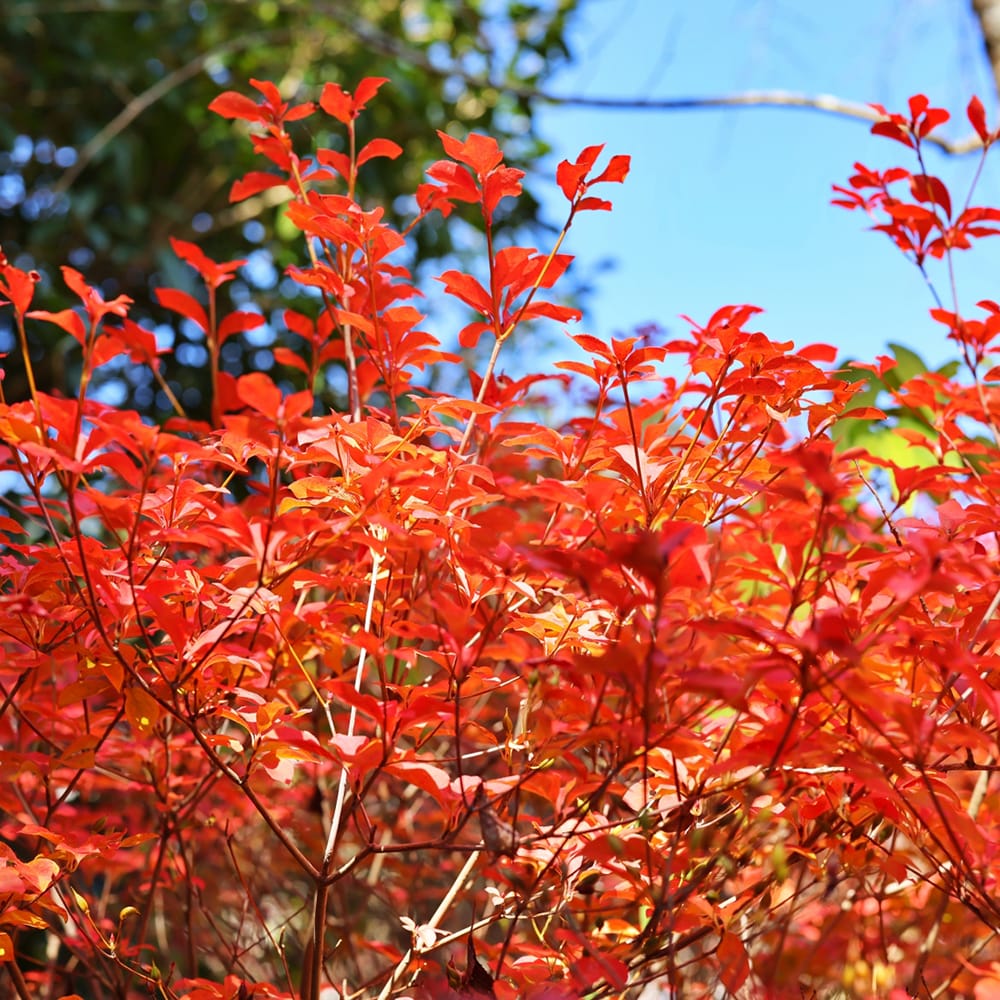 ドウダンツツジ 紅ドウダン 苗 販売 苗木部 By 花ひろばオンライン